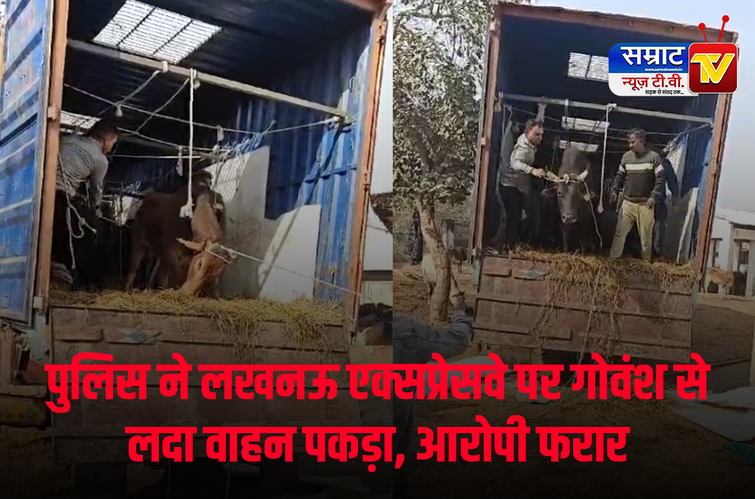 Police caught a vehicle loaded with cattle on Lucknow Expressway