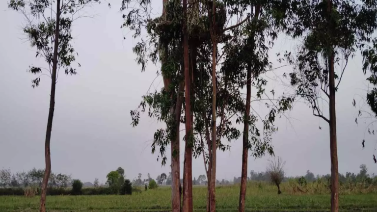 Lakhimpur News: लखीमपुर की सरायन नदी किनारे बाघिन का आतंक, वन विभाग अलर्ट मोड में