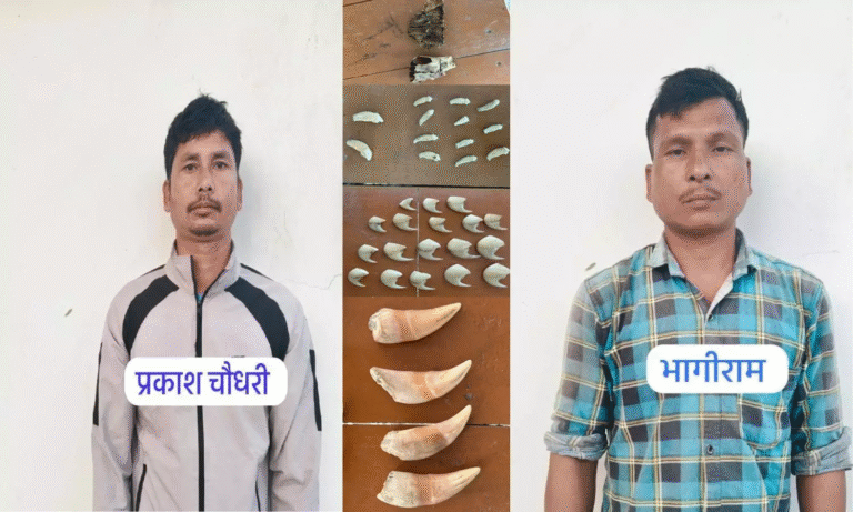 UP News: 30 लाख के बाघ के जबड़े और 17 दांतों के साथ दो तस्कर गिरफ्तार, STF की बड़ी कार्रवाई