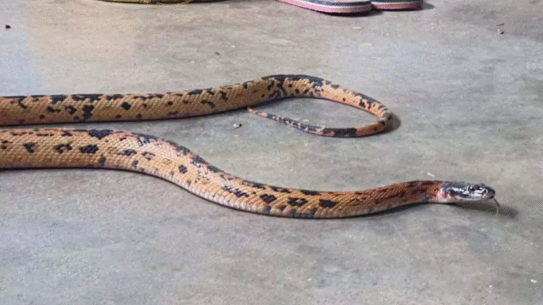 Rare black headed orange royal snake seen in Etawah