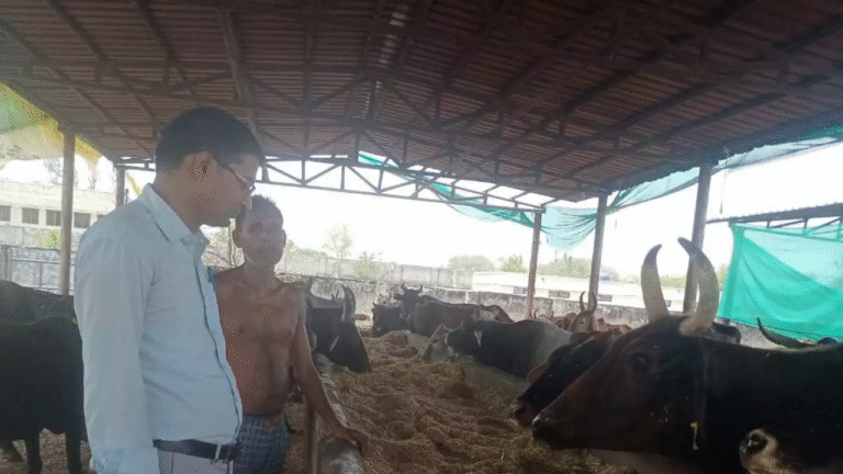 Cattle are suffering from the scorching heat in Raebareli