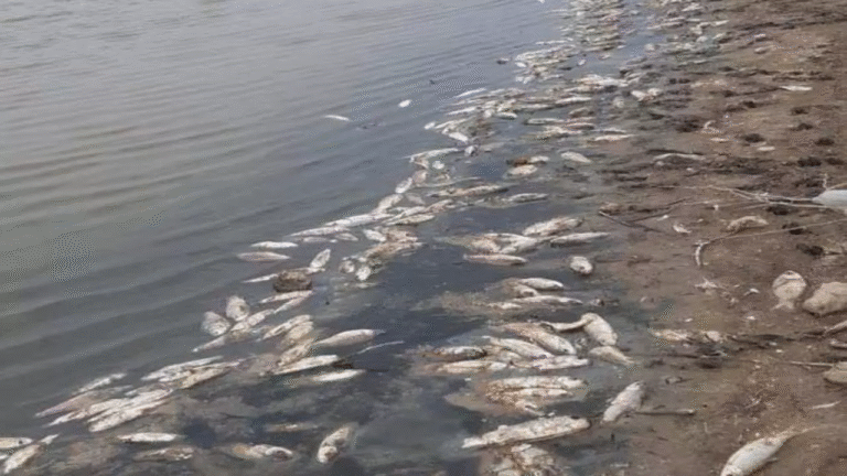 Fishes die due to toxic chemicals in Karmanasha river