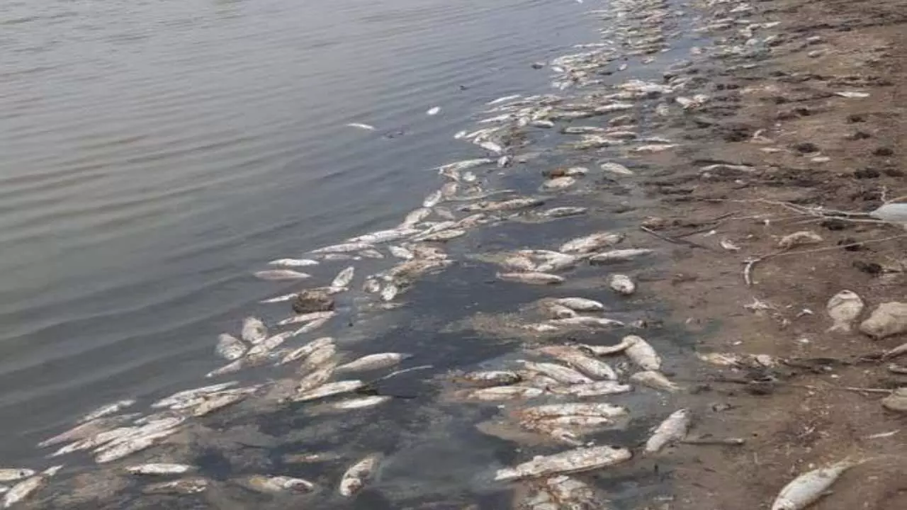 Fishes die due to toxic chemicals in Karmanasha river