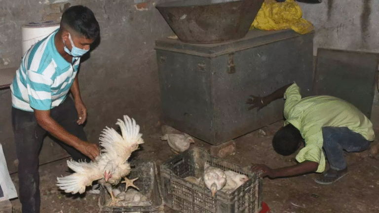Gorakhpur News: गोरखपुर में बर्ड फ्लू को लेकर सीएम योगी सख्त, खुले में मांस बिक्री पर रोक के निर्देश