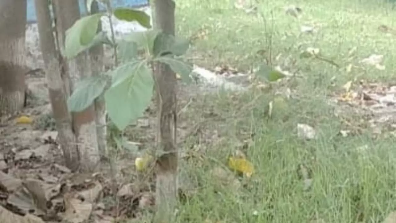 Dirt spreads among the summer camps organized in government schools