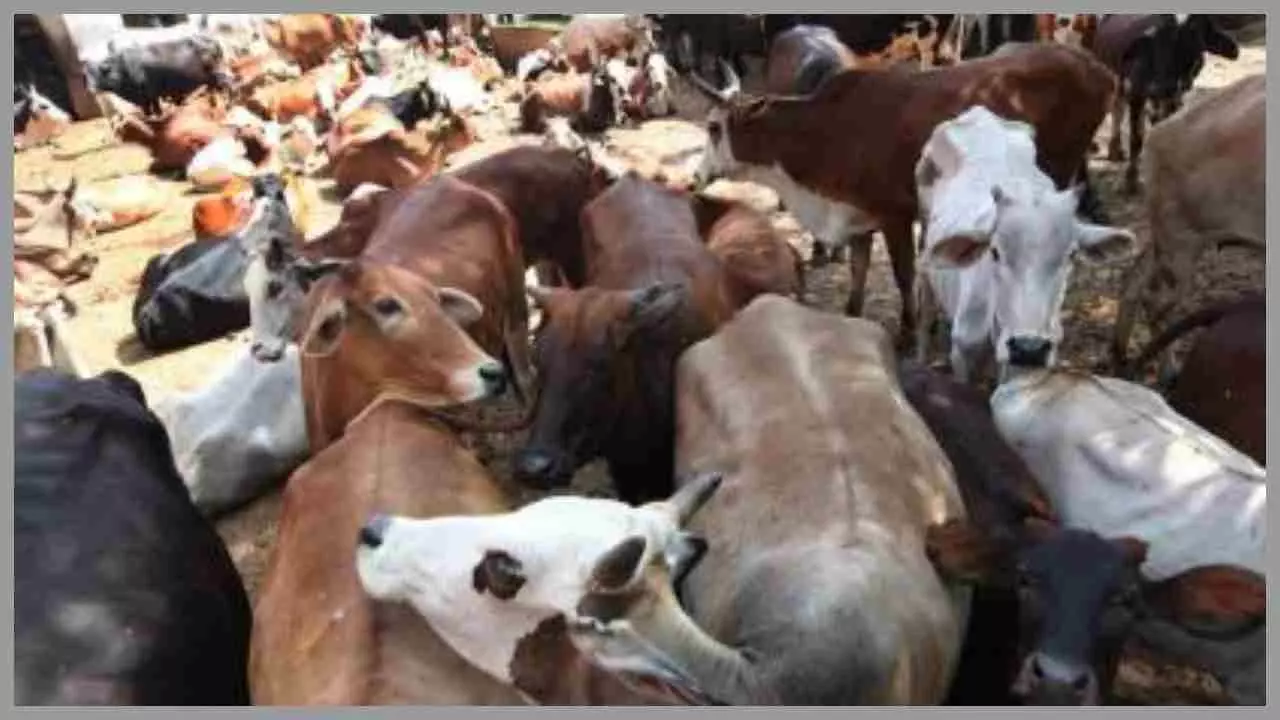 Two trucks were carrying cow skins, the case was caught in Ghaziabad