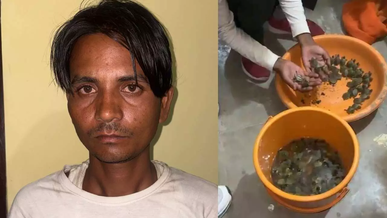 A cunning smuggler arrested with 102 live turtles