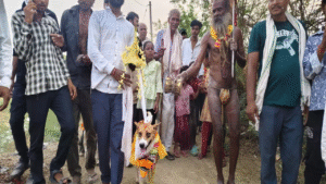 The dog 'Sewanand's' wedding procession took place with much fanfare