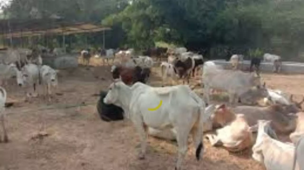 The poor condition of cow shelters