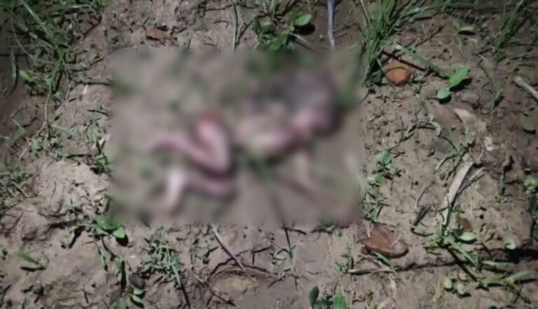 Hamirpur News: हमीरपुर में खेत से मिला नवजात का शव, भ्रूण हत्या की आशंका से मचा हड़कंप