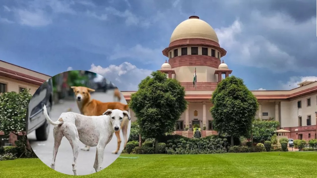 सुप्रीम कोर्ट का बड़ा फैसला: अब सिर्फ आक्रामक कुत्ते रहेंगे शेल्टर होम में, बाकी होंगे आज़ाद