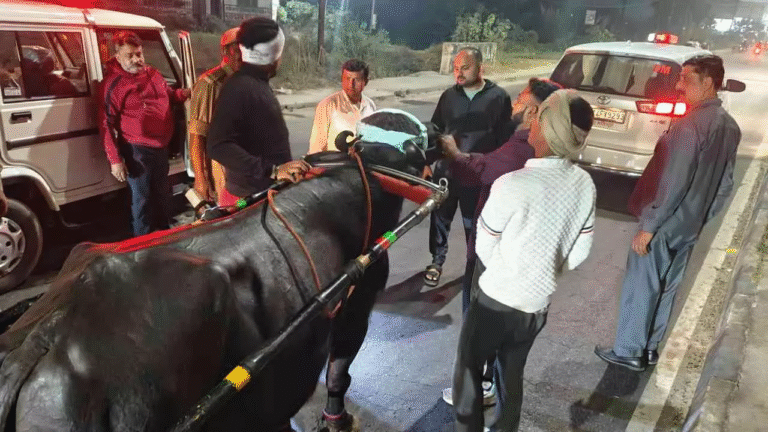 Hapur News: गढ़ गंगा मेले में डीएम एक्शन मोड में, अवैध भैंसा-झोटा दौड़ पर प्रशासन की बड़ी कार्रवाई