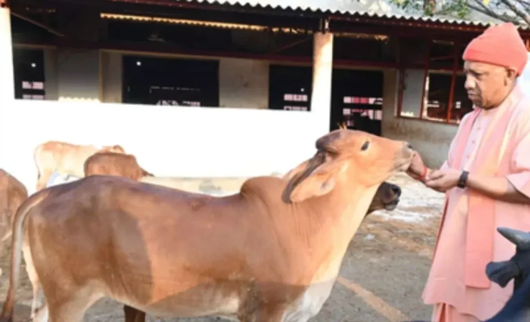 Gorakhpur News: गोरखनाथ मंदिर में सीएम योगी की गोसेवा, गायों को नाम लेकर पुकारा और खिलाई गुड़-रोटी