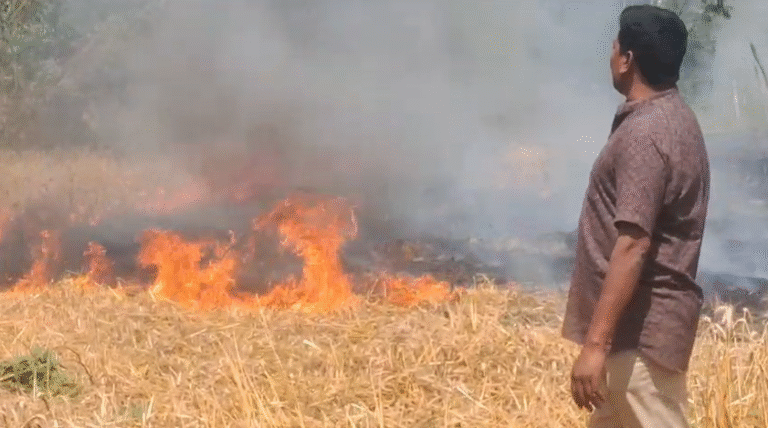 Sitapur News: 11,000 वोल्ट लाइन में शॉर्ट सर्किट से भड़की आग, किसान की पूरी गेहूं की फसल जलकर राख