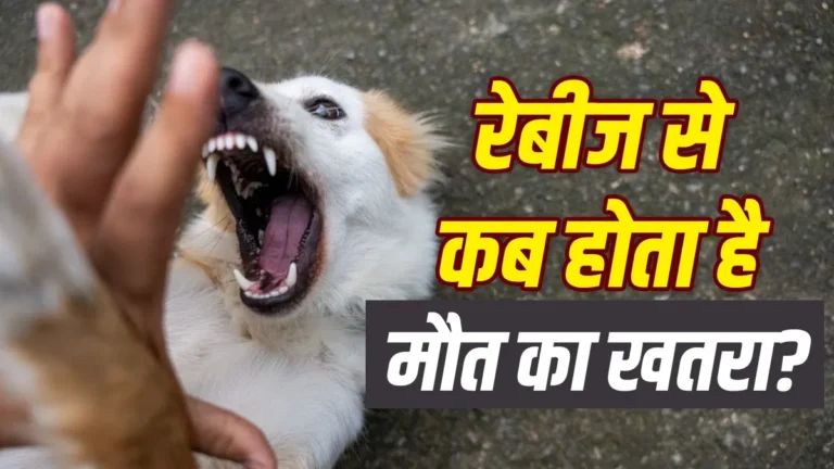rabies prevention and dog bite safety guide