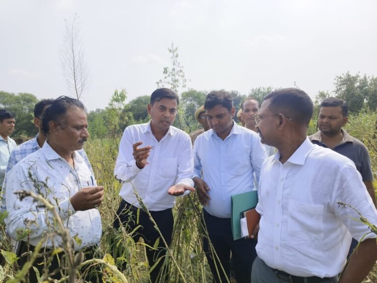 Hamirpur News: हमीरपुर में जिलाधिकारी ने तिल की क्रॉप कटिंग का किया स्थलीय निरीक्षण, 5 किलो 100 ग्राम उपज दर्ज