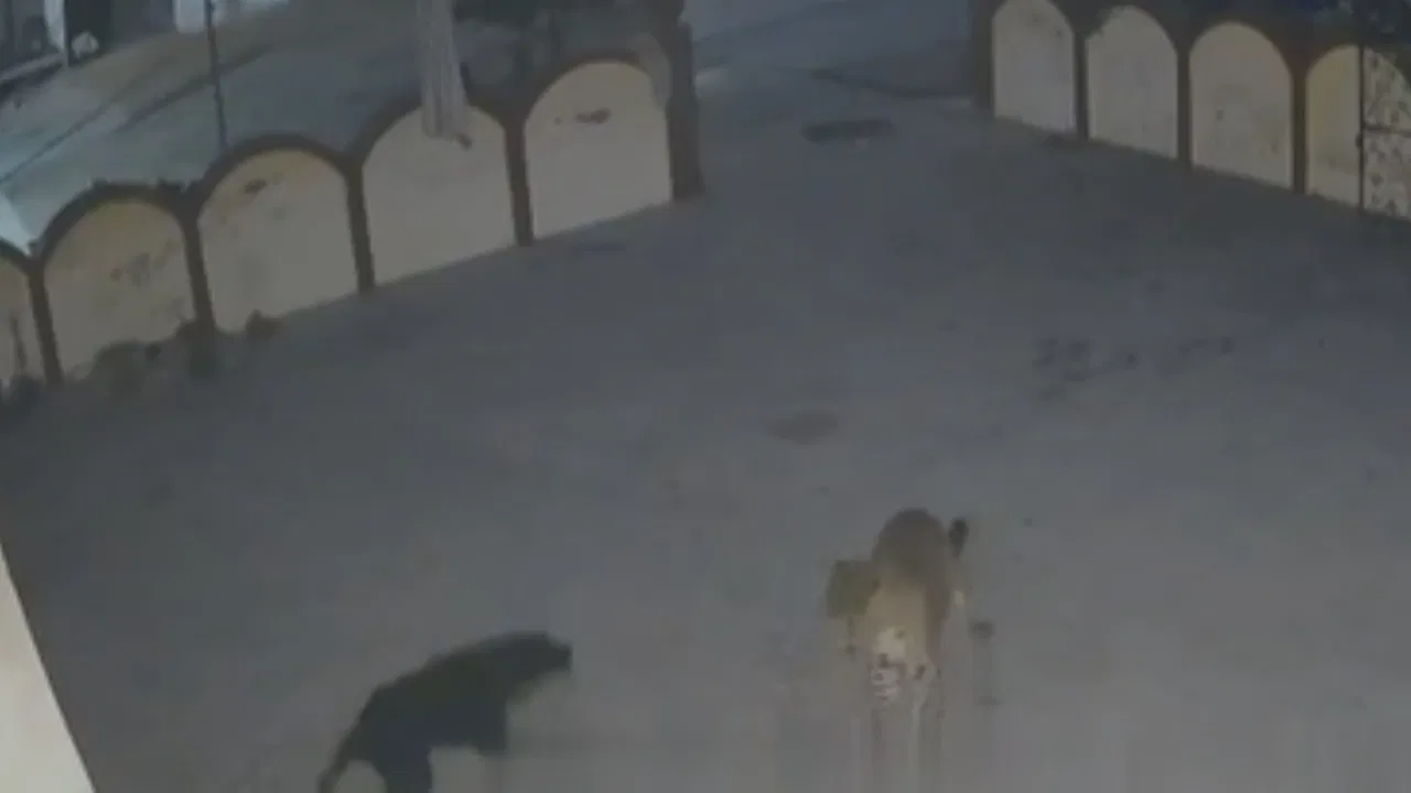 labrador dog chases leopard cctv video